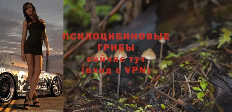 MEGA ссылки  Чусовой  Галлюциногенные грибы Psilocybe  купить наркоту 